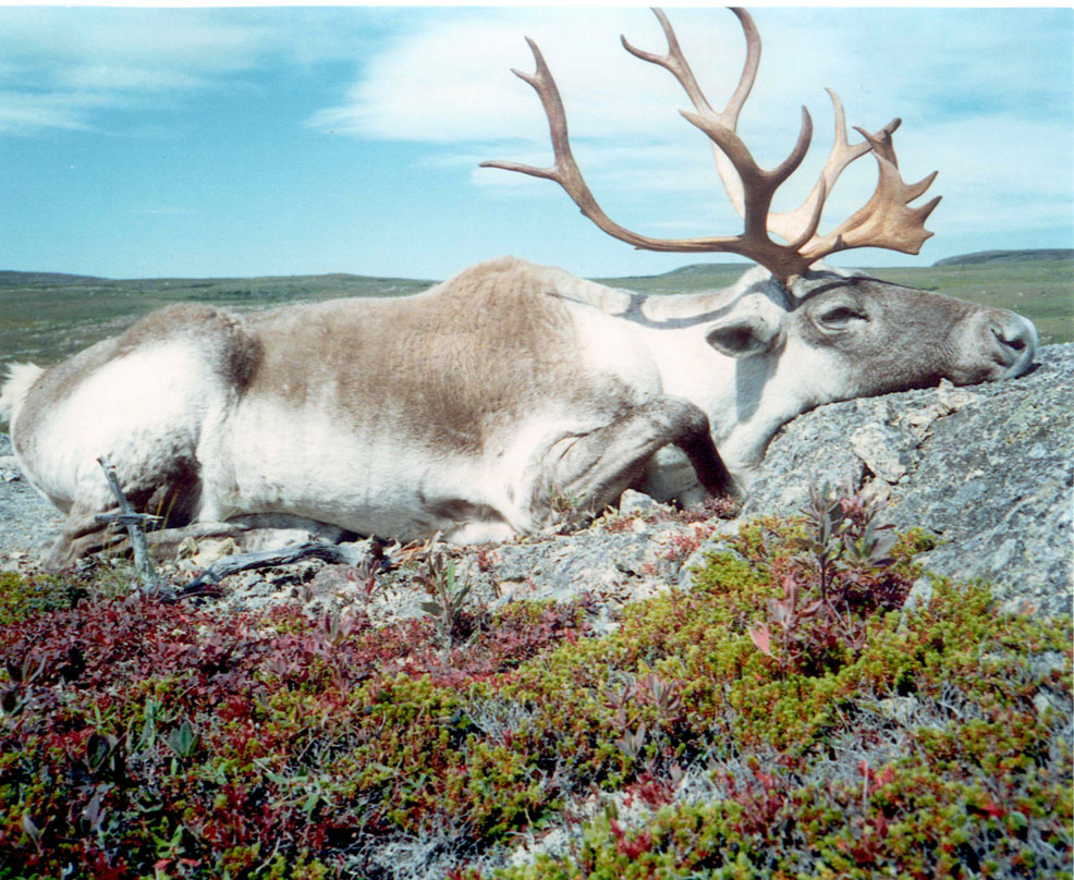 Caribou hunting canada newfoundland